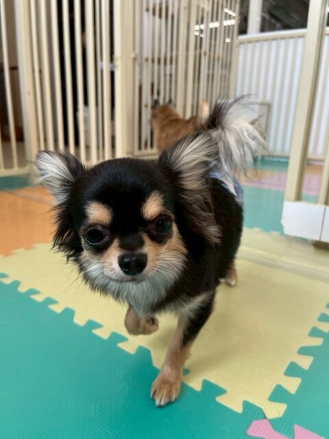 きりまるちゃん🐶
本日も朝からヤンチャ組の子達とお話し合いをしたり、走り回ったりして非常に楽しそうに過ごしていました🤭
大好きなププちゃんや神威ちゃん達とも遊べて御満悦でした‼️
🐾🐶愛犬のお悩みご相談ください🐶🐾
@kenkohmura_official
↑フォロー待ってます↑
〒955-0091 新潟県三条市上須頃大割428−1
☎︎ 0256-35-2571
✉️ info@kenkohmura.jp
HP: https://kenkohmura.jp
LINE: https://lin.ee/7LIz5sb
#犬幸村#犬の幼稚園 #吠える、噛む #犬のしつけ #トイレチワワチワワ可愛いチワワ大好きチワワ倶楽部