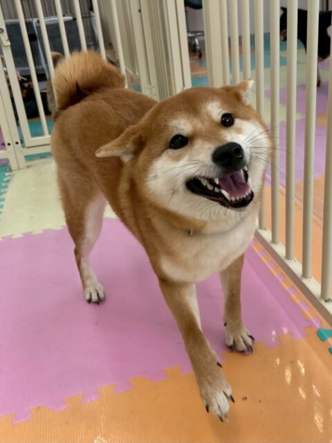 うめちゃん🐶
今日は、たくさん遊べて満足そうな表情をした写真が撮れました!😊
また、ペロちゃんの匂いを嗅いだりスタッフに「構ってよ〜」と甘えていたりしていました!😍
🐾🐶愛犬のお悩みご相談ください🐶🐾
@kenkohmura_official
↑フォロー待ってます↑
☎︎ 0〒955-0091 新潟県三条市上須頃大割428−1256-35-2571
✉️ info@kenkohmura.jp
HP: https://kenkohmura.jp
LINE: https://lin.ee/7LIz5sb
#犬幸村#犬の幼稚園 #吠える、噛む #犬のしつけ #トイレ 柴犬 柴犬大好き 柴犬大好きさんと繋がりたい