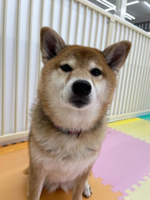 檸檬ちゃん🐶
大好きなププちゃんが来たら嬉しそうに挨拶したり、遊びに誘っていて楽しそうでした🎶
🐾🐶愛犬のお悩みご相談ください🐶🐾
@kenkohmura_official
↑フォロー待ってます↑
〒955-0091 新潟県三条市上須頃大割428−1
☎︎ 0256-35-2571
✉️ info@kenkohmura.jp
HP: https://kenkohmura.jp
LINE: https://lin.ee/7LIz5sb
#犬幸村 #新潟県 #三条市 #上須頃 #新潟県トリミング 三条市トリミング 上須頃トリミング トリミングサロン 犬の幼稚園 ノーリッチテリア いぬすたぐらむ ホームセンタームサシ 犬バカ部 犬幸村チャンネル 犬好きな人と繋がりたい ストレス発散 プラッキング レーキング 犬のしつけ トレーニング 爪切り ハミガキ 柴犬 柴犬かわいい 柴犬大好き