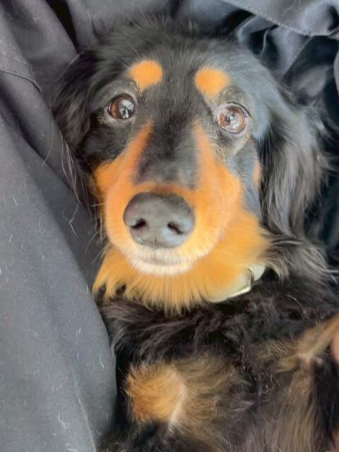 クッキーちゃん🐶
今日は、色んな子に匂いを嗅がれていたりのんびり園内を散策したりしていました!☺️
また、店内へお散歩行った時はルンルンしながら楽しそうに歩いていました!😄
🐾🐶愛犬のお悩みご相談ください🐶🐾
@kenkohmura_official
↑フォロー待ってます↑
☎︎ 0〒955-0091 新潟県三条市上須頃大割428−1256-35-2571
✉️ info@kenkohmura.jp
HP: https://kenkohmura.jp
LINE: https://lin.ee/7LIz5sb
#犬幸村#犬の幼稚園 #吠える、噛む #犬のしつけ #トイレ ミニチュアダックス ミニチュアダックスフンド ミニチュアダックスかわいい