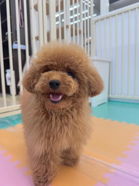 ププちゃん🐶
本日は、モカちゃんやニコペットのちびっ子達と走り回ったり、激しめのワンプロをしたりして楽しんでいました🤭
スタッフとの手遊びなどもしてくれて可愛すぎました😍
🐾🐶愛犬のお悩みご相談ください🐶🐾
@kenkohmura_official
↑フォロー待ってます↑
〒955-0091 新潟県三条市上須頃大割428−1
☎︎ 0256-35-2571
✉️ info@kenkohmura.jp
HP: https://kenkohmura.jp
LINE: https://lin.ee/7LIz5sb
#犬幸村#犬の幼稚園 #吠える、噛む #犬のしつけ #トイレトイプートイプー可愛いトイプー大好きトイプー倶楽部
