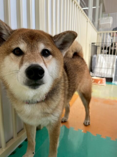 檸檬ちゃん🐶
本日は、朝からププちゃんやきりまるちゃん達と遊んだり、体験に来てくれた子達に匂いを嗅がれたりして過ごしていました🤭
🐾🐶愛犬のお悩みご相談ください🐶🐾
@kenkohmura_official
↑フォロー待ってます↑
〒955-0091 新潟県三条市上須頃大割428−1
☎︎ 0256-35-2571
✉️ info@kenkohmura.jp
HP: https://kenkohmura.jp
LINE: https://lin.ee/7LIz5sb
#犬幸村#犬の幼稚園 #吠える、噛む #犬のしつけ #トイレ柴犬柴犬可愛い柴犬大好き柴犬倶楽部