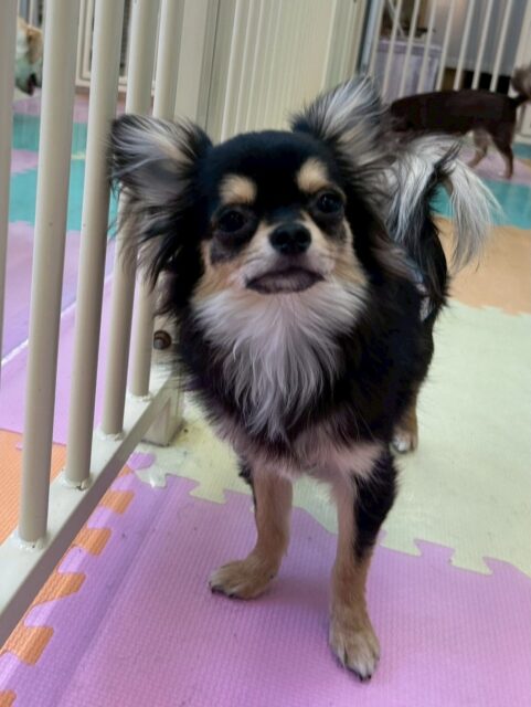 きりまるちゃん&まろちゃん🐶
本日きりまるちゃんはいつも通りの園内大爆走‼️楽しそうに走り回ったり、ワンプロをしたりして過ごしていました👍
まろちゃんはスタッフの後ろを追いかけたり、他の子の匂いを嗅いだり遊びを誘う瞬間もありました👏
2頭とも成長が止まりません‼️このままどんどん慣れていきましょう✊
🐾🐶愛犬のお悩みご相談ください🐶🐾
@kenkohmura_official
↑フォロー待ってます↑
〒955-0091 新潟県三条市上須頃大割428−1
☎︎ 0256-35-2571
✉️ info@kenkohmura.jp
HP: https://kenkohmura.jp
LINE: https://lin.ee/7LIz5sb
#犬幸村#犬の幼稚園 #吠える、噛む #犬のしつけ #トイレ
チワワチワワ可愛いチワワ大好きチワワ倶楽部チワワ大好き