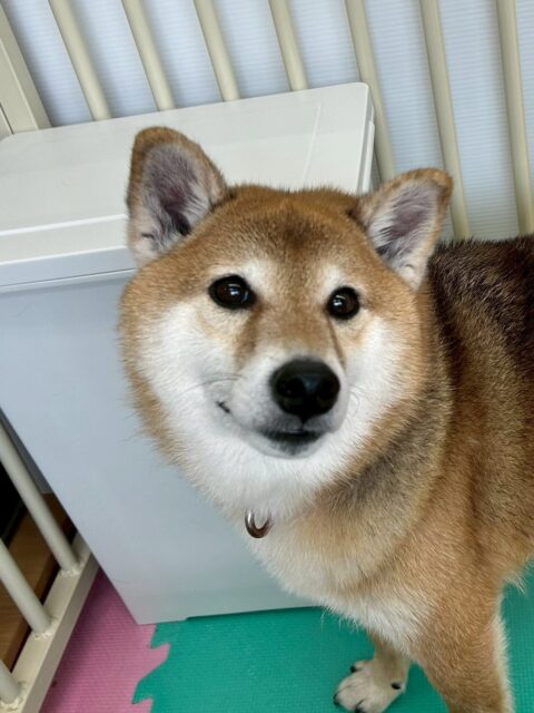檸檬ちゃん🐶
今日は、自分から他の子に「何してるのー!遊ぼうよー!」と遊びに誘っていました!😊
また、午後になると午前中飛ばしすぎたのか柵の近くでのんびり過ごしていました!😄
🐾🐶愛犬のお悩みご相談ください🐶🐾
@kenkohmura_official
↑フォロー待ってます↑
☎︎ 0〒955-0091 新潟県三条市上須頃大割428−1256-35-2571
✉️ info@kenkohmura.jp
HP: https://kenkohmura.jp
LINE: https://lin.ee/7LIz5sb
#犬幸村#犬の幼稚園 #吠える、噛む #犬のしつけ #トイレ 柴犬 柴犬大好き 柴犬かわいい