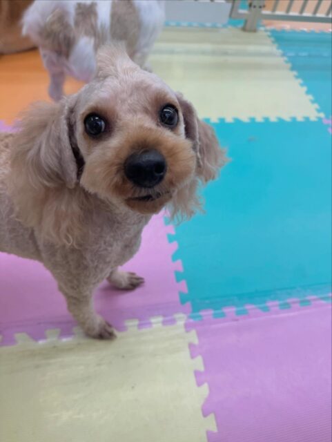 ルイちゃん＆イブちゃん🐶
本日ルイちゃんは、ヤンチャ組で大はしゃぎ‼️朝からのりまきちゃんやつくしちゃん、ジョージちゃん達と走り回ったり、戯れあったりして楽しんでいました🤭

イブちゃんは相変わらずスタッフが大好きなようで、構ってアピールがすごく上手でした🤣
みんなの匂いを嗅いだり嗅がれたりして1日を過ごしていました🤭

🐾🐶愛犬のお悩みご相談ください🐶🐾
@kenkohmura_official
 ↑フォロー待ってます↑

〒955-0091 新潟県三条市上須頃大割４２８−１
☎︎ 0256-35-2571
✉️ info@kenkohmura.jp
HP: https://kenkohmura.jp
LINE: https://lin.ee/7LIz5sb

#犬幸村 #新潟県 #三条市 #上須頃 #新潟県トリミング 三条市トリミング 上須頃トリミング トリミングサロン 犬の幼稚園 ノーリッチテリア いぬすたぐらむ  ホームセンタームサシ 犬バカ部 犬幸村チャンネル  犬好きな人と繋がりたい ストレス発散 プラッキング レーキング 犬のしつけ トレーニング 爪切り  ハミガキ トイプートイプー可愛いトイプー大好きトイプー倶楽部