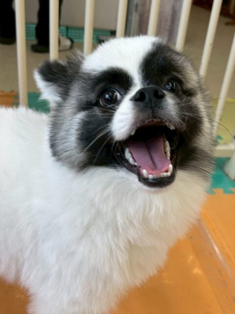 ハピちゃん🐶
今日は、カメラ目線でにっこり笑った可愛い写真を撮らせてくれました!😍
また、園内を楽しそうに歩き回ったりププちゃんや寅丸ちゃんとお喋りしていました!🥰
🐾🐶愛犬のお悩みご相談ください🐶🐾
@kenkohmura_official
↑フォロー待ってます↑
☎︎ 0〒955-0091 新潟県三条市上須頃大割428−1256-35-2571
✉️ info@kenkohmura.jp
HP: https://kenkohmura.jp
LINE: https://lin.ee/7LIz5sb
#犬幸村#犬の幼稚園 #吠える、噛む #犬のしつけ #トイレ ミックス犬 ミックス犬かわいい ミックス犬大好き倶楽部