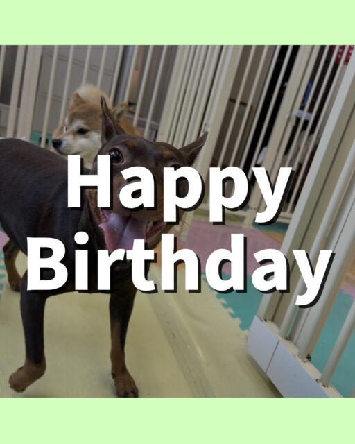 とらのすけちゃん🐶
お誕生日おめでとうございます🎂👏🏻
ペリーちゃんやジョージちゃんと楽しそうに遊んでいました🎶
午後から疲れてきたのか椅子の中でまったり過ごしていました!
🐾🐶愛犬のお悩みご相談ください🐶🐾
@kenkohmura_official
↑フォロー待ってます↑
〒955-0091 新潟県三条市上須頃大割428−1
☎︎ 0256-35-2571
✉️ info@kenkohmura.jp
HP: https://kenkohmura.jp
LINE: https://lin.ee/7LIz5sb
#犬幸村#犬の幼稚園 #吠える、噛む #犬のしつけ #トイレ
ミニチュアピンシャー ミニチュアピンシャーかわいい ミニチュアピンシャー大好き