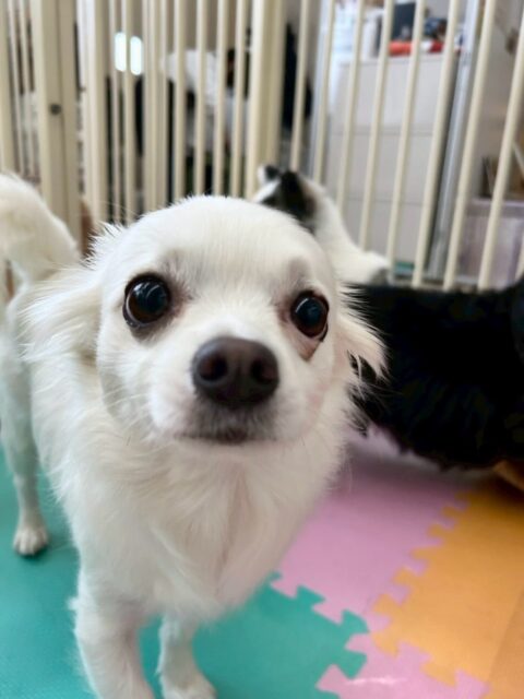 ペロちゃん🐶
本日久しぶりの来園で少し緊張していたのか最初周りを警戒する様子がありましたが、だんだん思い出してきたのか自分から匂いを嗅いだり、挨拶をしたりして頑張ってくれていました👍

🐾🐶愛犬のお悩みご相談ください🐶🐾
@kenkohmura_official
 ↑フォロー待ってます↑

〒955-0091 新潟県三条市上須頃大割４２８−１
☎︎ 0256-35-2571
✉️ info@kenkohmura.jp
HP: https://kenkohmura.jp
LINE: https://lin.ee/7LIz5sb

#犬幸村 #新潟県 #三条市 #上須頃 #新潟県トリミング 三条市トリミング 上須頃トリミング トリミングサロン 犬の幼稚園 ノーリッチテリア いぬすたぐらむ  ホームセンタームサシ 犬バカ部 犬幸村チャンネル  犬好きな人と繋がりたい ストレス発散 プラッキング レーキング 犬のしつけ トレーニング 爪切り  ハミガキ チワワチワワ可愛いチワワ大好きチワワ倶楽部