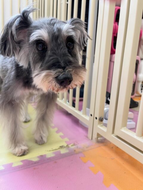 むぎちゃん🐶
のりまきちゃんに遊びに誘われていたり、やん丸と挨拶していました🙌
お手入れやカット上手にさせてくれていました✂️
🐾🐶愛犬のお悩みご相談ください🐶🐾
@kenkohmura_official
↑フォロー待ってます↑
〒955-0091 新潟県三条市上須頃大割428−1
☎︎ 0256-35-2571
✉️ info@kenkohmura.jp
HP: https://kenkohmura.jp
LINE: https://lin.ee/7LIz5sb
#犬幸村 #新潟県 #三条市 #上須頃 #新潟県トリミング 三条市トリミング 上須頃トリミング トリミングサロン 犬の幼稚園 ノーリッチテリア いぬすたぐらむ ホームセンタームサシ 犬バカ部 犬幸村チャンネル 犬好きな人と繋がりたい ストレス発散 プラッキング レーキング 犬のしつけ トレーニング 爪切り ハミガキ ミニチュアシュナウザー ミニチュアシュナウザー可愛い ミニチュアシュナウザーだいすき