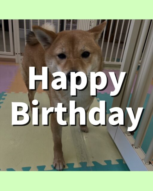 のりまきちゃん🐶
お誕生日おめでとうございます🎂👏🏻
マロンちゃんやニコラちゃんとおしゃべりしたり一緒に走り回っていました😊
お散歩トレーニングでは上手に歩いていました！！
🐾🐶愛犬のお悩みご相談ください🐶🐾
@kenkohmura_official
 ↑フォロー待ってます↑

〒955-0091 新潟県三条市上須頃大割４２８−１
☎︎ 0256-35-2571
✉️ info@kenkohmura.jp
HP: https://kenkohmura.jp
LINE: https://lin.ee/7LIz5sb

#犬幸村 #新潟県 #三条市 #上須頃 #新潟県トリミング 三条市トリミング 上須頃トリミング トリミングサロン 犬の幼稚園 ノーリッチテリア いぬすたぐらむ  ホームセンタームサシ 犬バカ部 犬幸村チャンネル  犬好きな人と繋がりたい ストレス発散 プラッキング レーキング 犬のしつけ トレーニング 爪切り  ハミガキ 柴犬 柴犬かわいい 柴犬だいすき