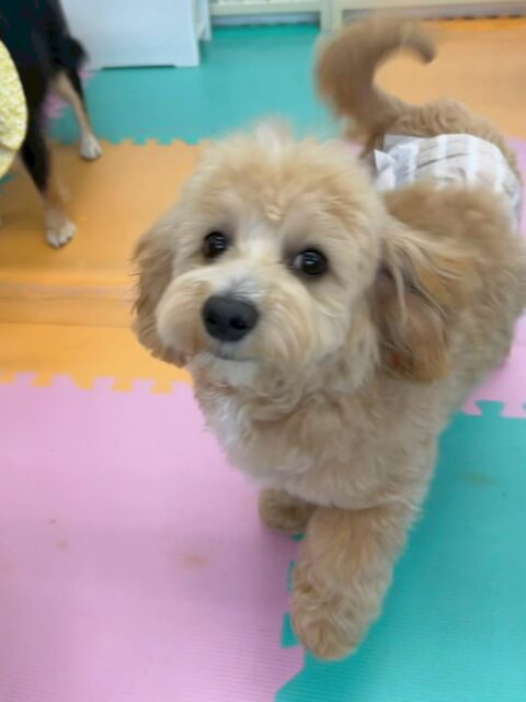 モモちゃん🐶
本日は大人しい組の子達全員を遊びに誘って一緒に遊んだり、走り回ったりしてみんなと仲良く遊べていました👍

他にも、ププちゃんと一緒にすみにいる子達や遊べない子達を遊びに誘ったりしてくれていました👏

🐾🐶愛犬のお悩みご相談ください🐶🐾
@kenkohmura_official
 ↑フォロー待ってます↑

〒955-0091 新潟県三条市上須頃大割４２８−１
☎︎ 0256-35-2571
✉️ info@kenkohmura.jp
HP: https://kenkohmura.jp
LINE: https://lin.ee/7LIz5sb

#犬幸村 #新潟県 #三条市 #上須頃 #新潟県トリミング 三条市トリミング 上須頃トリミング トリミングサロン 犬の幼稚園 ノーリッチテリア いぬすたぐらむ  ホームセンタームサシ 犬バカ部 犬幸村チャンネル  犬好きな人と繋がりたい ストレス発散 プラッキング レーキング 犬のしつけ トレーニング 爪切り  ハミガキ ミックスミックス犬ミックス犬可愛いミックス犬大好きミックス犬倶楽部