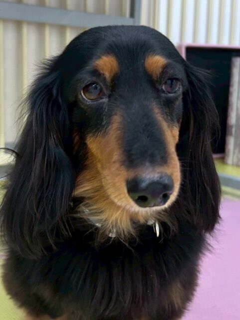 クッキーちゃん🐶
本日は、きりまるちゃんやまろちゃん達が気になったようで匂いを嗅いだり、ちょっかいを出したりしていました🤭
他にもタッチちゃんやニコペットの子達にもちょっかいを出したりしていました😍
🐾🐶愛犬のお悩みご相談ください🐶🐾
@kenkohmura_official
↑フォロー待ってます↑
〒955-0091 新潟県三条市上須頃大割428−1
☎︎ 0256-35-2571
✉️ info@kenkohmura.jp
HP: https://kenkohmura.jp
LINE: https://lin.ee/7LIz5sb
#犬幸村#犬の幼稚園 #吠える、噛む #犬のしつけ #トイレ
ダックスダックス可愛いダックス倶楽部ダックス大好き