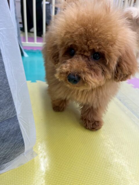 ププちゃん🐶
本日は、ニコペットのヤンチャ集団と朝から大乱闘‼️みんなで激しいワンプロをしあったりしてすごく楽しそうにしていました🤭
🐾🐶愛犬のお悩みご相談ください🐶🐾
@kenkohmura_official
↑フォロー待ってます↑
〒955-0091 新潟県三条市上須頃大割428−1
☎︎ 0256-35-2571
✉️ info@kenkohmura.jp
HP: https://kenkohmura.jp
LINE: https://lin.ee/7LIz5sb
#犬幸村#犬の幼稚園 #吠える、噛む #犬のしつけ #トイレ
トイプートイプー可愛いトイプー大好きトイプー倶楽部