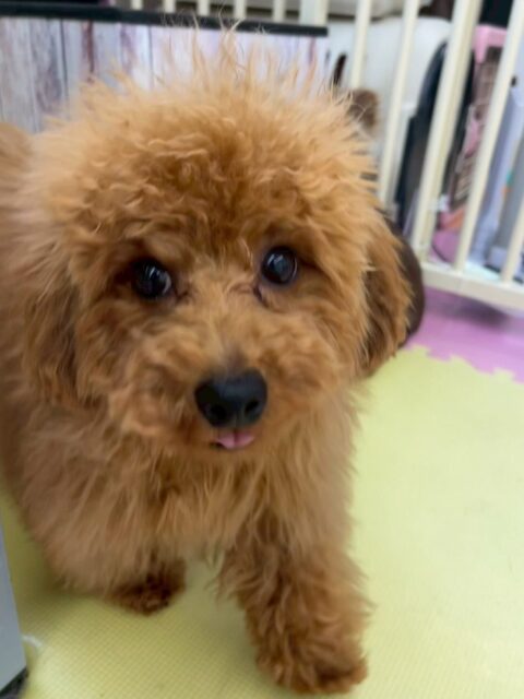 ププちゃん🐶
本日もちびっ子達の相手をしたり、追いかけっこをしたりしてみんなと遊び回っていました🤭
疲れ知らずで1日中走り回ったりして過ごしていました🤣

🐾🐶愛犬のお悩みご相談ください🐶🐾
@kenkohmura_official
 ↑フォロー待ってます↑

〒955-0091 新潟県三条市上須頃大割４２８−１
☎︎ 0256-35-2571
✉️ info@kenkohmura.jp
HP: https://kenkohmura.jp
LINE: https://lin.ee/7LIz5sb

#犬幸村 #新潟県 #三条市 #上須頃 #新潟県トリミング 三条市トリミング 上須頃トリミング トリミングサロン 犬の幼稚園 ノーリッチテリア いぬすたぐらむ  ホームセンタームサシ 犬バカ部 犬幸村チャンネル  犬好きな人と繋がりたい ストレス発散 プラッキング レーキング 犬のしつけ トレーニング 爪切り  ハミガキ トイプートイプー可愛いトイプー倶楽部トイプー大好き