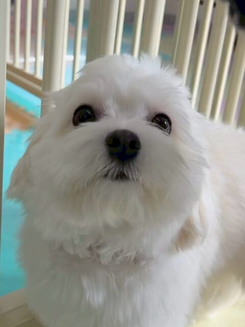 むくちゃん🐶
本日はカノアちゃんやゴロー丸ちゃん達と椅子の上やスタッフの膝の上を取り合ったりしていました🤭
スタッフへのかまって攻撃が可愛すぎておもわず抱っこしてしまいました‼️
🐾🐶愛犬のお悩みご相談ください🐶🐾
@kenkohmura_official
↑フォロー待ってます↑
〒955-0091 新潟県三条市上須頃大割428−1
☎︎ 0256-35-2571
✉️ info@kenkohmura.jp
HP: https://kenkohmura.jp
LINE: https://lin.ee/7LIz5sb
#犬幸村#犬の幼稚園 #吠える、噛む #犬のしつけ #トイレ
ミックスミックス犬ミックス犬可愛いミックス犬大好きミックス犬倶楽部