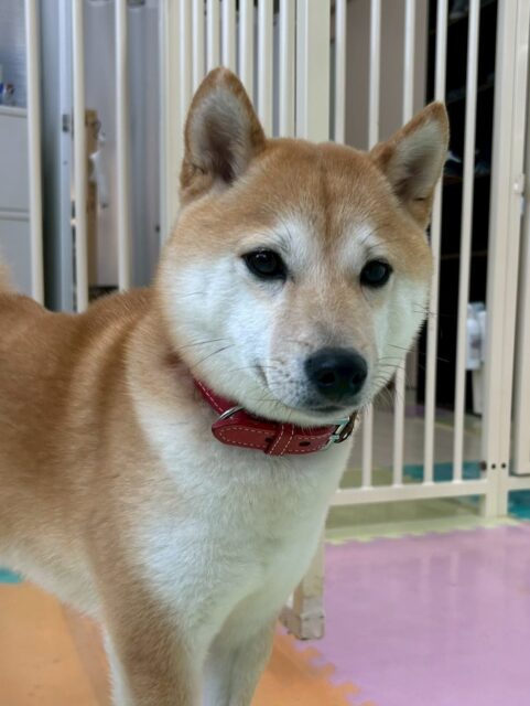 寅丸ちゃん🐶
本日は、うめちゃんや夏紬ちゃん達と大きな声で大討論会をしたり、モコちゃんやまろちゃん達に挨拶をしたりしてしっかりしたお兄さんをしてくれていました👍
🐾🐶愛犬のお悩みご相談ください🐶🐾
@kenkohmura_official
↑フォロー待ってます↑
〒955-0091 新潟県三条市上須頃大割428−1
☎︎ 0256-35-2571
✉️ info@kenkohmura.jp
HP: https://kenkohmura.jp
LINE: https://lin.ee/7LIz5sb
#犬幸村#犬の幼稚園 #吠える、噛む #犬のしつけ #トイレ
柴犬柴犬大好き柴犬倶楽部柴犬可愛い