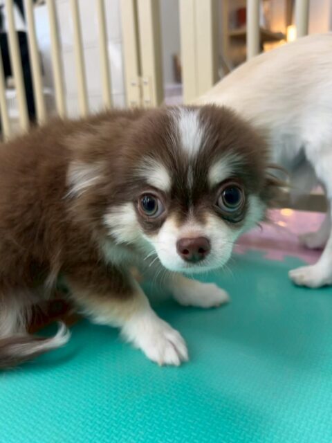 幼稚園体験に来てくれました🐶
最初他の子達と合わせた時はかなり緊張もあり固まっている様子でしたが、だんだん慣れてきたのかニコペットのチワワちゃんやきりまるちゃんやまろちゃん達と遊べるようになってきていました👍
次来た時はもっとお友達を増やせるように頑張っていきましょう✊
🐾🐶愛犬のお悩みご相談ください🐶🐾
@kenkohmura_official
↑フォロー待ってます↑
〒955-0091 新潟県三条市上須頃大割428−1
☎︎ 0256-35-2571
✉️ info@kenkohmura.jp
HP: https://kenkohmura.jp
LINE: https://lin.ee/7LIz5sb
#犬幸村#犬の幼稚園 #吠える、噛む #犬のしつけ #トイレ
チワワチワワ可愛いチワワ大好きチワワ倶楽部チワワ可愛いすぎる