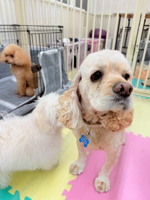 パニちゃん🐶
本日は、やん丸やきりまるちゃん、ニコペットのちびっ子軍団達にちょっかいを出されたりして忙しそうに過ごしていました🤭
カットはかなりのイメージチェンジにして短くなりました‼️とても似合っていて可愛いです😍
🐾🐶愛犬のお悩みご相談ください🐶🐾
@kenkohmura_official
↑フォロー待ってます↑
〒955-0091 新潟県三条市上須頃大割428−1
☎︎ 0256-35-2571
✉️ info@kenkohmura.jp
HP: https://kenkohmura.jp
LINE: https://lin.ee/7LIz5sb
#犬幸村#犬の幼稚園 #吠える、噛む #犬のしつけ #トイレ
アメリカンコッカーアメリカンコッカー大好きアメリカンコッカー可愛いアメリカンコッカー倶楽部