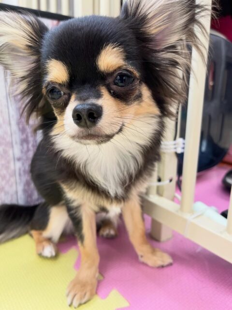 きりまるちゃん🐶
仲良しのププちゃんと遊んだりニコラちゃんやのりまきちゃんとおしゃべりしていました😆
🐾🐶愛犬のお悩みご相談ください🐶🐾
@kenkohmura_official
↑フォロー待ってます↑
〒955-0091 新潟県三条市上須頃大割428−1
☎︎ 0256-35-2571
✉️ info@kenkohmura.jp
HP: https://kenkohmura.jp
LINE: https://lin.ee/7LIz5sb
#犬幸村 #新潟県 #三条市 #上須頃 #新潟県トリミング 三条市トリミング 上須頃トリミング トリミングサロン 犬の幼稚園 ノーリッチテリア いぬすたぐらむ ホームセンタームサシ 犬バカ部 犬幸村チャンネル 犬好きな人と繋がりたい ストレス発散 プラッキング レーキング 犬のしつけ トレーニング 爪切り ハミガキ チワワ チワワだいすき チワワ可愛い