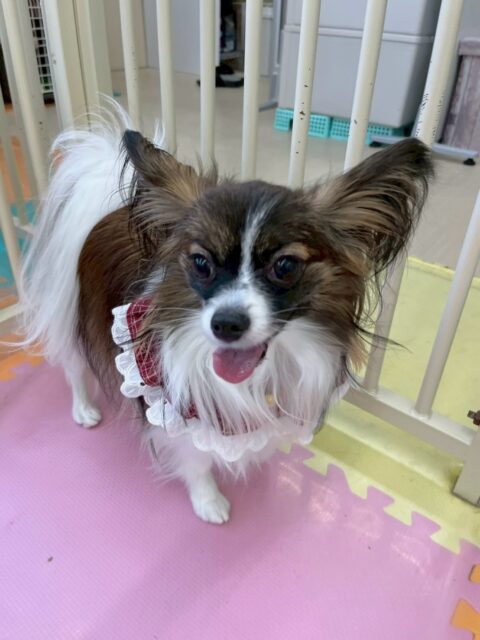 マリベルちゃん🐶
本日は、柵越しにヤンチャチームの匂いを嗅いだり、神威ちゃんやププちゃん達と挨拶をしたりしてコミュニケーションをとっていました👍
🐾🐶愛犬のお悩みご相談ください🐶🐾
@kenkohmura_official
↑フォロー待ってます↑
〒955-0091 新潟県三条市上須頃大割428−1
☎︎ 0256-35-2571
✉️ info@kenkohmura.jp
HP: https://kenkohmura.jp
LINE: https://lin.ee/7LIz5sb
#犬幸村#犬の幼稚園 #吠える、噛む #犬のしつけ #トイレパピヨンパピヨン可愛いパピヨン大好きパピヨン倶楽部