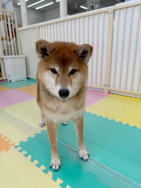 檸檬ちゃん🐶
最近他の子達にかなり興味を持つようになってきて、自分から遊びを誘ったり、走ったりして追いかけっこをしたりして遊んでいました🤭
🐾🐶愛犬のお悩みご相談ください🐶🐾
@kenkohmura_official
↑フォロー待ってます↑
〒955-0091 新潟県三条市上須頃大割428−1
☎︎ 0256-35-2571
✉️ info@kenkohmura.jp
HP: https://kenkohmura.jp
LINE: https://lin.ee/7LIz5sb
#犬幸村#犬の幼稚園 #吠える、噛む #犬のしつけ #トイレ
柴犬柴犬可愛い柴犬大好き柴犬倶楽部