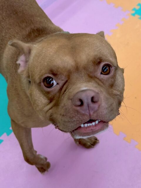 BOSSちゃん🐶
本日は、鶴丸やケン太ちゃん達と走り回ったり、激しすぎるワンプロをしたりして楽しそうに遊んで過ごしていました👍
他にもニコペットのラブラドールとも楽しそうに遊んでいました🤭
🐾🐶愛犬のお悩みご相談ください🐶🐾
@kenkohmura_official
↑フォロー待ってます↑
〒955-0091 新潟県三条市上須頃大割428−1
☎︎ 0256-35-2571
✉️ info@kenkohmura.jp
HP: https://kenkohmura.jp
LINE: https://lin.ee/7LIz5sb
#犬幸村#犬の幼稚園 #吠える、噛む #犬のしつけ #トイレ
ミックスミックス犬ミックス犬可愛いミックス犬大好きミックス犬倶楽部