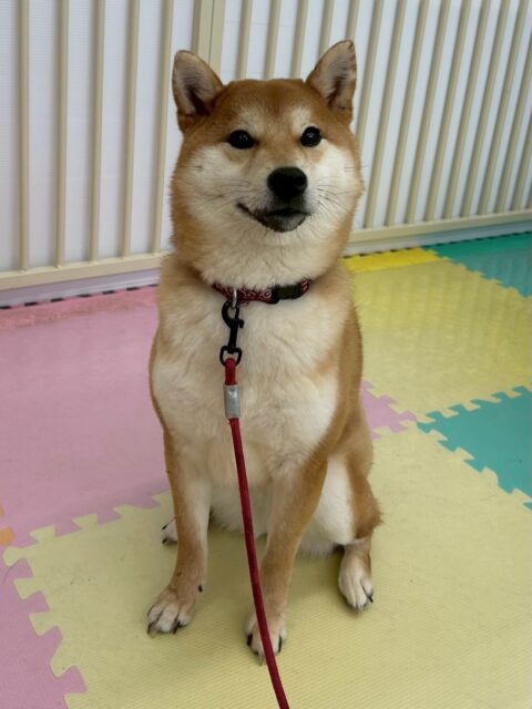 うめちゃん🐶
本日は、きりまるちゃんやハピちゃんがすごく気に入ったようでずーっとちょっかいを出したり、一緒に走り回ったりして楽しそうに遊んでいました👍
爪切りの練習は少し段階を戻り、足回りを触る練習を行いました‼️
🐾🐶愛犬のお悩みご相談ください🐶🐾
@kenkohmura_official
↑フォロー待ってます↑
〒955-0091 新潟県三条市上須頃大割428−1
☎︎ 0256-35-2571
✉️ info@kenkohmura.jp
HP: https://kenkohmura.jp
LINE: https://lin.ee/7LIz5sb
#犬幸村#犬の幼稚園 #吠える、噛む #犬のしつけ #トイレ
柴犬柴犬可愛い柴犬大好き柴犬倶楽部