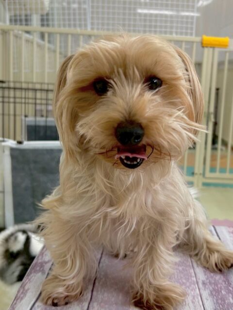 ロンちゃん🐶
本日は、ニコペットのちびっ子達やきりまるちゃん達と楽しそうに遊んだり、お話をしたりして過ごしていました👍
🐾🐶愛犬のお悩みご相談ください🐶🐾
@kenkohmura_official
↑フォロー待ってます↑
〒955-0091 新潟県三条市上須頃大割428−1
☎︎ 0256-35-2571
✉️ info@kenkohmura.jp
HP: https://kenkohmura.jp
LINE: https://lin.ee/7LIz5sb
#犬幸村#犬の幼稚園 #吠える、噛む #犬のしつけ #トイレ
ヨーキーヨーキー倶楽部ヨーキー大好きヨーキー可愛い