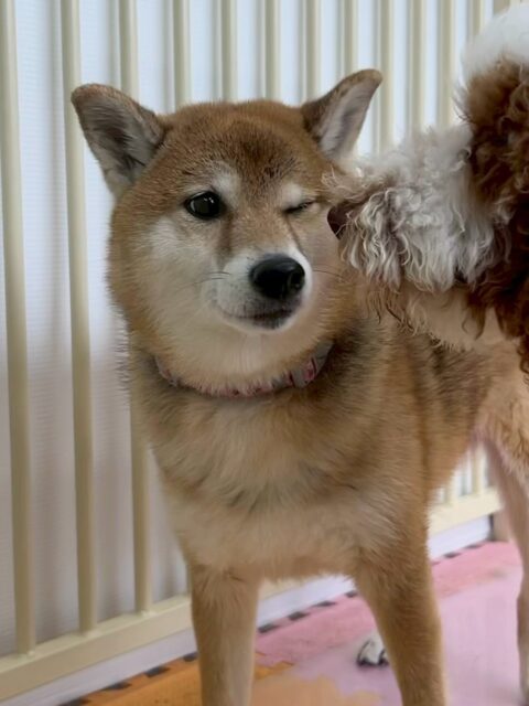 檸檬ちゃん🐶
本日はかなりテンション高め‼️ちびっ子達に遊びを誘ったり、ちょっかいを出したりして楽しそうにしていました🤭
🐾🐶愛犬のお悩みご相談ください🐶🐾
@kenkohmura_official
↑フォロー待ってます↑
〒955-0091 新潟県三条市上須頃大割428−1
☎︎ 0256-35-2571
✉️ info@kenkohmura.jp
HP: https://kenkohmura.jp
LINE: https://lin.ee/7LIz5sb
#犬幸村#犬の幼稚園 #吠える、噛む #犬のしつけ #トイレ
柴犬柴犬可愛い柴犬倶楽部柴犬大好き