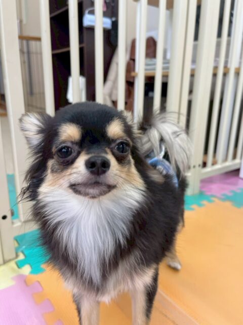 きりまるちゃん🐶
本日は、ベルちゃんやププちゃん、ニコペットの子達と走り回ったりして楽しそうに過ごしていました🤭
最近1日中遊び回れるようになってきたようでみんなが疲れても楽しそうに遊びに誘っていました🤣
🐾🐶愛犬のお悩みご相談ください🐶🐾
@kenkohmura_official
↑フォロー待ってます↑
〒955-0091 新潟県三条市上須頃大割428−1
☎︎ 0256-35-2571
✉️ info@kenkohmura.jp
HP: https://kenkohmura.jp
LINE: https://lin.ee/7LIz5sb
#犬幸村#犬の幼稚園 #吠える、噛む #犬のしつけ #トイレ
チワワチワワ可愛いチワワ大好きチワワ倶楽部