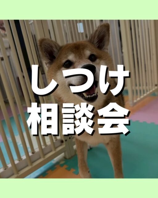しつけ相談会🐶
本日もたくさんの方にご参加いただきました😄
次回は3/15(日)に行います😆
甘噛が痛い、怖い、嫌っ⋯
吠え癖が気になるなど
お気軽にお問い合わせください💁
🐾🐶愛犬のお悩みご相談ください🐶🐾
@kenkohmura_official
↑フォロー待ってます↑
〒955-0091 新潟県三条市上須頃大割428−1
☎︎ 0256-35-2571
✉️ info@kenkohmura.jp
HP: https://kenkohmura.jp
LINE: https://lin.ee/7LIz5sb
#犬幸村#犬の幼稚園 #吠える、噛む #犬のしつけ #トイレ