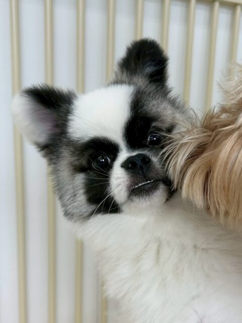 ハピちゃん🐶
本日は、ニコペットの子達やププちゃんやベルちゃん達と楽しそうにワンプロをしたり、ちょっかいを出し合ったりして遊んでいました👍
🐾🐶愛犬のお悩みご相談ください🐶🐾
@kenkohmura_official
↑フォロー待ってます↑
〒955-0091 新潟県三条市上須頃大割428−1
☎︎ 0256-35-2571
✉️ info@kenkohmura.jp
HP: https://kenkohmura.jp
LINE: https://lin.ee/7LIz5sb
#犬幸村#犬の幼稚園 #吠える、噛む #犬のしつけ #トイレ
ミックスミックス犬ミックス犬可愛いミックス犬大好きミックス犬倶楽部