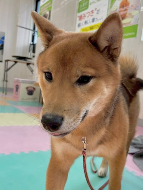 ケン太ちゃん🐶
本日は、朝からBOSSちゃんやニコペットのラブラドール達と走り回ったり、すごく激しいワンプロをしたりして楽しんでいました🤭
🐾🐶愛犬のお悩みご相談ください🐶🐾
@kenkohmura_official
↑フォロー待ってます↑
〒955-0091 新潟県三条市上須頃大割428−1
☎︎ 0256-35-2571
✉️ info@kenkohmura.jp
HP: https://kenkohmura.jp
LINE: https://lin.ee/7LIz5sb
#犬幸村#犬の幼稚園 #吠える、噛む #犬のしつけ #トイレ
柴犬柴犬可愛い柴犬倶楽部柴犬大好き