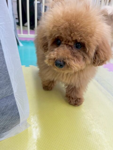 ププちゃん🐶
本日は、楽しそうにおとなしい組のみんなで走り回ったり、ワンプロをしたりしたりして過ごしていました👍
🐾🐶愛犬のお悩みご相談ください🐶🐾
@kenkohmura_official
↑フォロー待ってます↑
〒955-0091 新潟県三条市上須頃大割428−1
☎︎ 0256-35-2571
✉️ info@kenkohmura.jp
HP: https://kenkohmura.jp
LINE: https://lin.ee/7LIz5sb
#犬幸村#犬の幼稚園 #吠える、噛む #犬のしつけ #トイレ
トイプートイプー可愛いトイプー倶楽部トイプー大好き