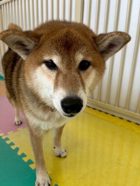 檸檬ちゃん🐶
本日は仲良しのププちゃんと一緒にツーショット可愛すぎましたね😍
園内では、ヤンチャ組が園内を走り回ったりしているとなんだよー‼️と言ったりしていました🤭
🐾🐶愛犬のお悩みご相談ください🐶🐾
@kenkohmura_official
↑フォロー待ってます↑
〒955-0091 新潟県三条市上須頃大割428−1
☎︎ 0256-35-2571
✉️ info@kenkohmura.jp
HP: https://kenkohmura.jp
LINE: https://lin.ee/7LIz5sb
#犬幸村#犬の幼稚園 #吠える、噛む #犬のしつけ #トイレ
柴犬柴犬可愛い柴犬倶楽部柴犬大好き