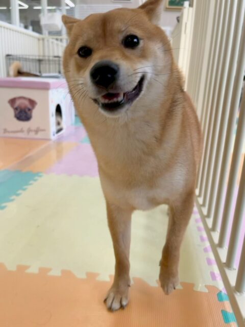 のりまきちゃん🐶
本日も仲良しのヤンチャ組で朝から走り回ったり、挨拶をして回ったりしていました🤭
朝からハイテンションすぎて夕方にはお疲れモードすごく眠たそうな目をしていました😴
🐾🐶愛犬のお悩みご相談ください🐶🐾
@kenkohmura_official
↑フォロー待ってます↑
〒955-0091 新潟県三条市上須頃大割428−1
☎︎ 0256-35-2571
✉️ info@kenkohmura.jp
HP: https://kenkohmura.jp
LINE: https://lin.ee/7LIz5sb
#犬幸村#犬の幼稚園 #吠える、噛む #犬のしつけ #トイレ
柴犬柴犬可愛い柴犬倶楽部柴犬大好き