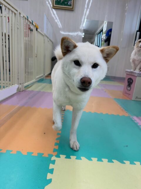 小珀ちゃん🐶
本日は、午前中いろんな子達とワンプロをしたり、園内をずーっと走り回ったりして非常に楽しそうにしていました🤭
午前中動きすぎて夕方はOFFモード頑張って遊んでくれていました👍
🐾🐶愛犬のお悩みご相談ください🐶🐾
@kenkohmura_official
↑フォロー待ってます↑
〒955-0091 新潟県三条市上須頃大割428−1
☎︎ 0256-35-2571
✉️ info@kenkohmura.jp
HP: https://kenkohmura.jp
LINE: https://lin.ee/7LIz5sb
#犬幸村#犬の幼稚園 #吠える、噛む #犬のしつけ #トイレ
柴犬柴犬可愛い柴犬大好き柴犬倶楽部