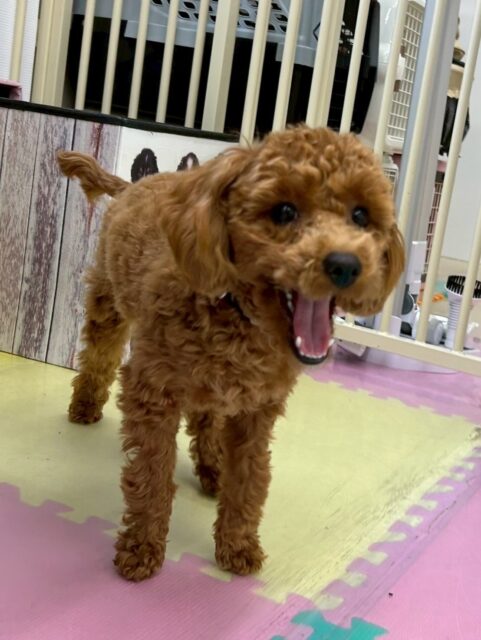 モカちゃん🐶
本日は、きりまるちゃんやぽん太達と走り回りながら遊んだり、ちょっかいを出し合ったりして楽しんでいました👍
1日中遊び回って疲れたのか夕方にはお休みモード 可愛いすぎました😍
🐾🐶愛犬のお悩みご相談ください🐶🐾
@kenkohmura_official
↑フォロー待ってます↑
〒955-0091 新潟県三条市上須頃大割428−1
☎︎ 0256-35-2571
✉️ info@kenkohmura.jp
HP: https://kenkohmura.jp
LINE: https://lin.ee/7LIz5sb
#犬幸村#犬の幼稚園 #吠える、噛む #犬のしつけ #トイレ
トイプートイプー可愛いトイプー大好きトイプー倶楽部