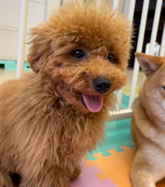 ププちゃん🐶
本日は、檸檬ちゃんやのりまきちゃん、ニコペットのラブラドール達と走り回ったり、ちょっかいの出し合いをしたりして過ごしていました🤭
🐾🐶愛犬のお悩みご相談ください🐶🐾
@kenkohmura_official
↑フォロー待ってます↑
〒955-0091 新潟県三条市上須頃大割428−1
☎︎ 0256-35-2571
✉️ info@kenkohmura.jp
HP: https://kenkohmura.jp
LINE: https://lin.ee/7LIz5sb
#犬幸村#犬の幼稚園 #吠える、噛む #犬のしつけ #トイレ トイプートイプー可愛いトイプー大好きトイプー倶楽部