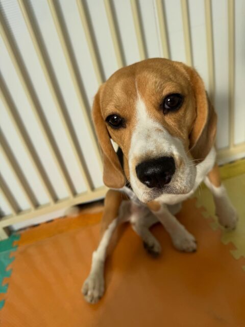 ジョージちゃん🐶
本日は、ニコペットのラブラドールやのりまきちゃん、ペリーちゃん達と一緒に園内を大爆走‼️楽しそうにしていました🤭他にもたくちょっかいを出したりして非常に満足そうにしていました👍
🐾🐶愛犬のお悩みご相談ください🐶🐾
@kenkohmura_official
↑フォロー待ってます↑
〒955-0091 新潟県三条市上須頃大割428−1
☎︎ 0256-35-2571
✉️ info@kenkohmura.jp
HP: https://kenkohmura.jp
LINE: https://lin.ee/7LIz5sb
#犬幸村#犬の幼稚園 #吠える、噛む #犬のしつけ #トイレ
ビーグルビーグル可愛いビーグル倶楽部ビーグル大好き