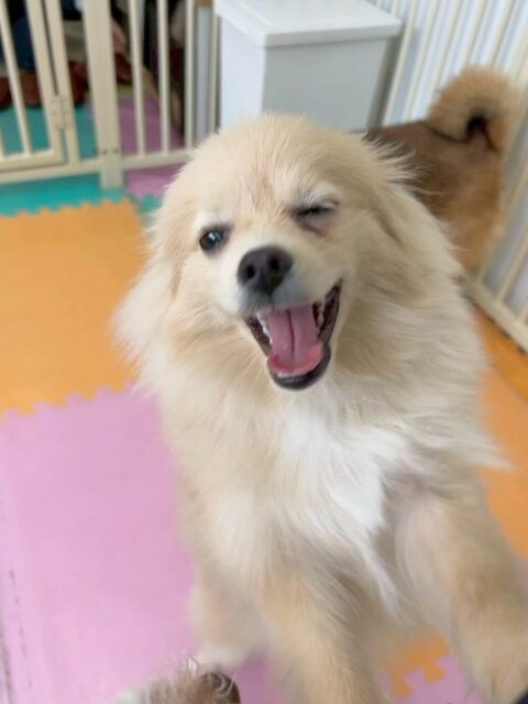 ベルちゃん🐶
本日は、ロンちゃんやププちゃん、きりまるちゃん達と一緒に大はしゃぎで遊び回っていました🤭
お散歩トレーニングでは、かなり良い状態になってきたように感じました‼️このまま頑張りましょう✊
🐾🐶愛犬のお悩みご相談ください🐶🐾
@kenkohmura_official
↑フォロー待ってます↑
〒955-0091 新潟県三条市上須頃大割428−1
☎︎ 0256-35-2571
✉️ info@kenkohmura.jp
HP: https://kenkohmura.jp
LINE: https://lin.ee/7LIz5sb
#犬幸村#犬の幼稚園 #吠える、噛む #犬のしつけ #トイレ
ポメラニアンポメラニアン可愛いポメラニアン大好きポメ可愛すぎる