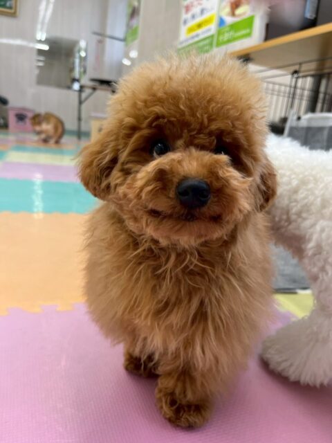 ププちゃん🐶
本日もきりまるちゃんやニコペットのヤンチャ集団と楽しそうに走り回ったり、激しいワンプロをしたりして満足そうな表情をしていました👍
🐾🐶愛犬のお悩みご相談ください🐶🐾
@kenkohmura_official
↑フォロー待ってます↑
〒955-0091 新潟県三条市上須頃大割428−1
☎︎ 0256-35-2571
✉️ info@kenkohmura.jp
HP: https://kenkohmura.jp
LINE: https://lin.ee/7LIz5sb
#犬幸村#犬の幼稚園 #吠える、噛む #犬のしつけ #トイレ
トイプートイプー可愛いトイプー大好きトイプー倶楽部