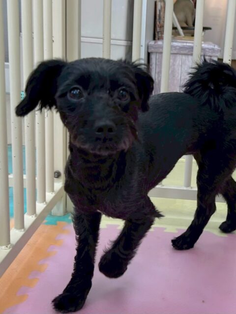 ティアラちゃん🐶
本日からお散歩トレーニングスタートです‼️最初緊張して歩かないかなと思っていましたが、きちんと隣を歩いてくれていて非常に上手でした👍ただ下を向く癖があるので直していきましょう✊
園内では自分から挨拶をすることが増えて、きちんとコミュニケーションを取れるようになっていました👏
🐾🐶愛犬のお悩みご相談ください🐶🐾
@kenkohmura_official
↑フォロー待ってます↑
〒955-0091 新潟県三条市上須頃大割428−1
☎︎ 0256-35-2571
✉️ info@kenkohmura.jp
HP: https://kenkohmura.jp
LINE: https://lin.ee/7LIz5sb
#犬幸村#犬の幼稚園 #吠える、噛む #犬のしつけ #トイレミックスミックス犬可愛いミックス犬大好きミックス犬倶楽部