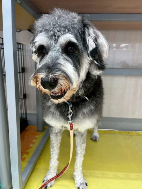 ペリーちゃん🐶
本日は、ピピちゃんやジョージちゃん、のりまきちゃんやこまちゃん達と激しい話し合いや、追いかけっこをしたりして楽しんでいました👍
🐾🐶愛犬のお悩みご相談ください🐶🐾
@kenkohmura_official
↑フォロー待ってます↑
〒955-0091 新潟県三条市上須頃大割428−1
☎︎ 0256-35-2571
✉️ info@kenkohmura.jp
HP: https://kenkohmura.jp
LINE: https://lin.ee/7LIz5sb
#犬幸村#犬の幼稚園 #吠える、噛む #犬のしつけ #トイレ
シュナウザーシュナウザー可愛いシュナウザー大好きシュナウザー倶楽部