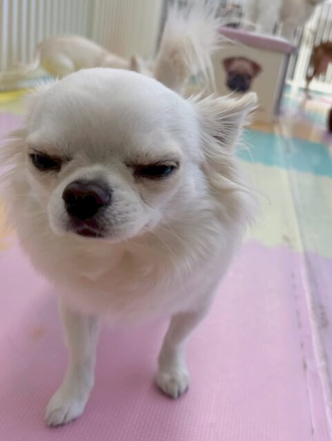 ビビちゃん🐶
本日は体験に来てくれた子に挨拶をしたり、いろんな子達といつも以上にコミュニケーションをとっていました👍
お散歩トレーニングもすごく成長していて店内を割りと嫌々なく歩き回れているのでよかったです👏
🐾🐶愛犬のお悩みご相談ください🐶🐾
@kenkohmura_official
↑フォロー待ってます↑
〒955-0091 新潟県三条市上須頃大割428−1
☎︎ 0256-35-2571
✉️ info@kenkohmura.jp
HP: https://kenkohmura.jp
LINE: https://lin.ee/7LIz5sb
#犬幸村#犬の幼稚園 #吠える、噛む #犬のしつけ #トイレ
チワワチワワ可愛いチワワ大好きチワワ倶楽部