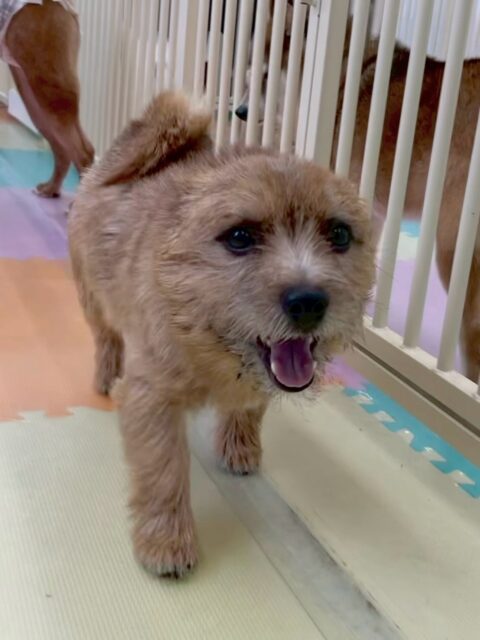 本日の鶴丸🐶
本日はヤンチャ組のみんなと遊んでもらえて上機嫌‼️BOSSちゃんや、ケン太ちゃん、小珀ちゃん達と走ったり、激しいワンプロをしたりして楽しそうにしていました👍
🐾🐶愛犬のお悩みご相談ください🐶🐾
@kenkohmura_official
↑フォロー待ってます↑
〒955-0091 新潟県三条市上須頃大割428−1
☎︎ 0256-35-2571
✉️ info@kenkohmura.jp
HP: https://kenkohmura.jp
LINE: https://lin.ee/7LIz5sb
#犬幸村#犬の幼稚園 #吠える、噛む #犬のしつけ #トイレ
ノーリッチテリアノーリッチテリア可愛いノーリッチテリア倶楽部ノーリッチテリア大好き