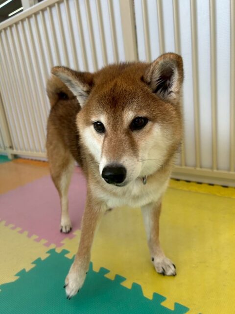 檸檬ちゃん🐶
本日はププちゃんやきりまるちゃん、ニコペットのヤンチャ集団に遊びを誘われたり、周りを走り回られたりしていました🤭
🐾🐶愛犬のお悩みご相談ください🐶🐾
@kenkohmura_official
↑フォロー待ってます↑
〒955-0091 新潟県三条市上須頃大割428−1
☎︎ 0256-35-2571
✉️ info@kenkohmura.jp
HP: https://kenkohmura.jp
LINE: https://lin.ee/7LIz5sb
#犬幸村#犬の幼稚園 #吠える、噛む #犬のしつけ #トイレ
柴犬柴犬可愛い柴犬大好き柴犬倶楽部