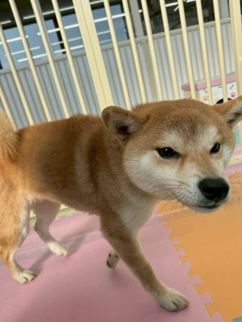 こまちゃん🐶
本日は、朝からジョージちゃんやのりまきちゃん達と激しくお話し合いをしたりして、非常に白熱していました🤭
他にも園内を走り回ったり、檸檬ちゃんやのりまきちゃん達とたくさん匂いを嗅ぎ合ったり、挨拶をしたりしていました
🐾🐶愛犬のお悩みご相談ください🐶🐾
@kenkohmura_official
↑フォロー待ってます↑
〒955-0091 新潟県三条市上須頃大割428−1
☎︎ 0256-35-2571
✉️ info@kenkohmura.jp
HP: https://kenkohmura.jp
LINE: https://lin.ee/7LIz5sb
#犬幸村#犬の幼稚園 #吠える、噛む #犬のしつけ #トイレ 柴犬柴犬可愛い柴犬大好き柴犬倶楽部
