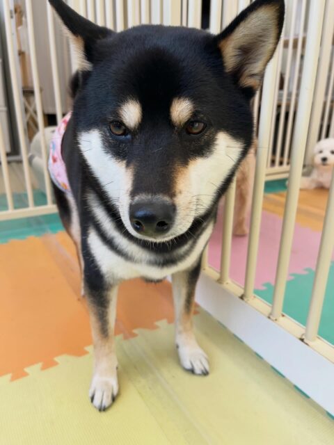 北斗ちゃん🐶
檸檬ちゃんや体験に来たこと仲良く遊んでいました☺️
服の練習も落ち着いてできていました!!
🐾🐶愛犬のお悩みご相談ください🐶🐾
@kenkohmura_official
↑フォロー待ってます↑
〒955-0091 新潟県三条市上須頃大割428−1
☎︎ 0256-35-2571
✉️ info@kenkohmura.jp
HP: https://kenkohmura.jp
LINE: https://lin.ee/7LIz5sb
#犬幸村#犬の幼稚園 #吠える、噛む #犬のしつけ #トイレ
柴犬 柴犬かわいい 柴犬だいすき