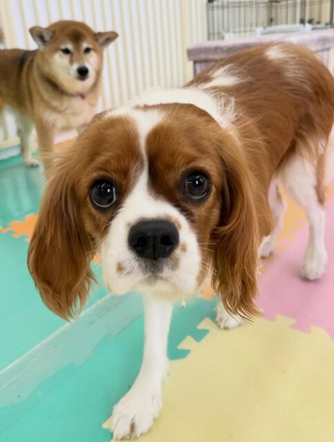 ココちゃん🐶
ペロちゃんと挨拶したり、リラちゃん達が遊んでるのが気になった様子でした☺️
お散歩トレーニングでは少し引っ張りあったりしましたが頑張りました！
🐾🐶愛犬のお悩みご相談ください🐶🐾
@kenkohmura_official
 ↑フォロー待ってます↑

〒955-0091 新潟県三条市上須頃大割４２８−１
☎︎ 0256-35-2571
✉️ info@kenkohmura.jp
HP: https://kenkohmura.jp
LINE: https://lin.ee/7LIz5sb

#犬幸村#犬の幼稚園 #吠える、噛む #犬のしつけ #トイレ
 キャバリアキングチャールズスパニエル キャバリアキングチャールズスパニエルかわいい キャバリアキングチャールズスパニエルだいすき